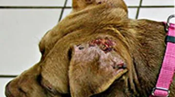 Muștele musca urechile unui câine - ce să facă (muște) Muștele musca urechile unui caine - ce să facă