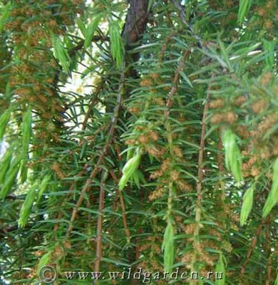 Juniper - plantarea și îngrijirea ienupăr - proprietăți utile de ienupăr - fructe și legume de grădină -