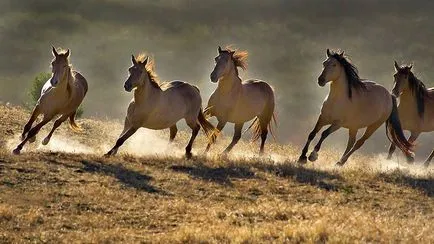 Mustang (cal salbatic) - o descriere a ceea ce se pare că, în cazul în care locuiește fotografie