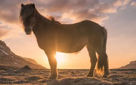 Mustang (cal salbatic) - o descriere a ceea ce se pare că, în cazul în care locuiește fotografie