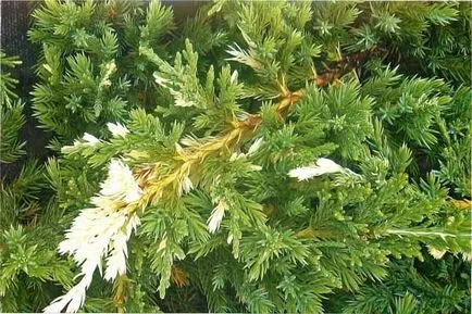 plantare și îngrijire Juniper