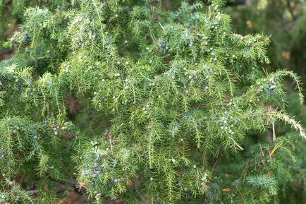 plantare și îngrijire Juniper