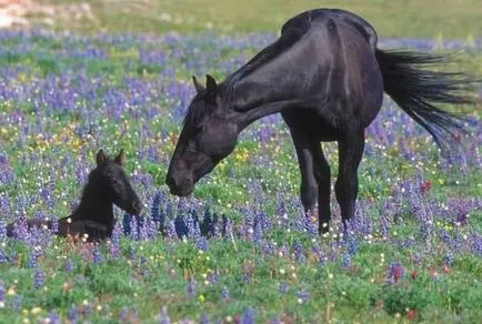 Mustang (cal salbatic) - o descriere a ceea ce se pare că, în cazul în care locuiește fotografie