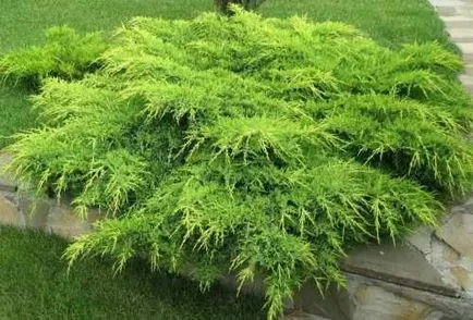Juniper - plantarea și îngrijirea ienupăr - proprietăți utile de ienupăr - fructe și legume de grădină -