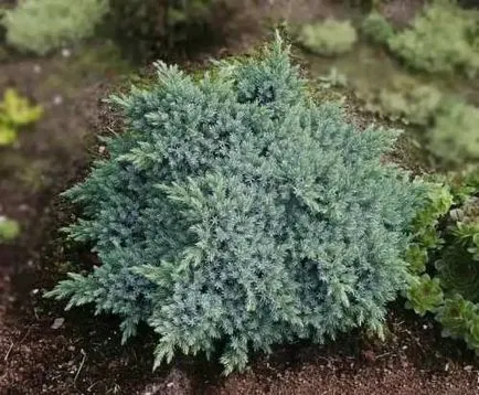 Juniper - plantarea și îngrijirea ienupăr - proprietăți utile de ienupăr - fructe și legume de grădină -