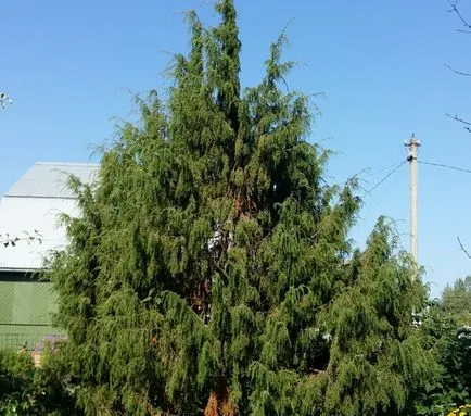 Juniper - plantarea și îngrijirea ienupăr - proprietăți utile de ienupăr - fructe și legume de grădină -