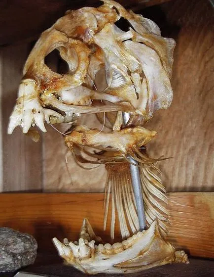 Sea Wolf, și cum să-l mănânce, foc de tabără (agrement) Sea Wolf, și cum să-l mănânce, foc de tabără