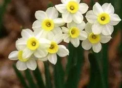 Narcisele într-un vas