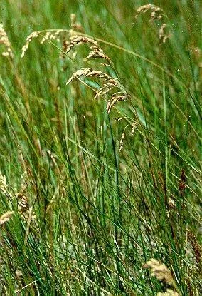 Kentucky bluegrass în fotografie (Bluegrass Kentucky) Kentucky bluegrass în fotografie