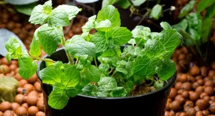 Menta - plantare și îngrijire în țară cât și în mediul video de interior