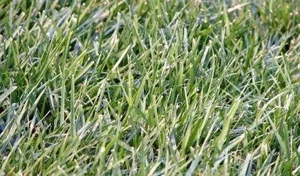 Kentucky bluegrass în fotografie (luncă) Kentucky bluegrass în fotografie