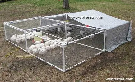 pui broiler podea