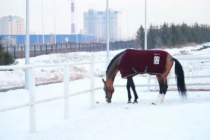 Ce o plimbare în iarna în afară de schi în Kazan Zorb, snoutyub, begovely și animale