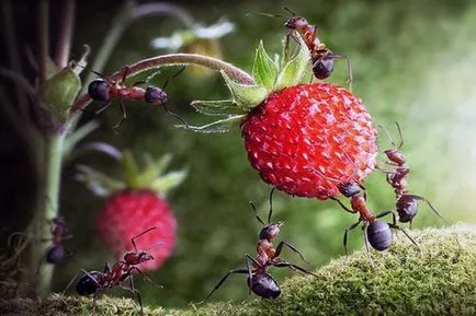 Amoniacul pentru a scăpa de furnici în țară