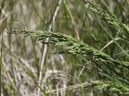 Kentucky bluegrass fotografii și soiuri, cultivarea și îngrijirea plantelor