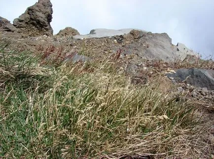 Kentucky bluegrass fotografii și soiuri, cultivarea și îngrijirea plantelor