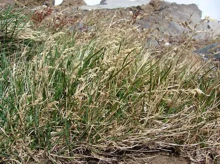 Kentucky bluegrass fotografii și soiuri, cultivarea și îngrijirea plantelor