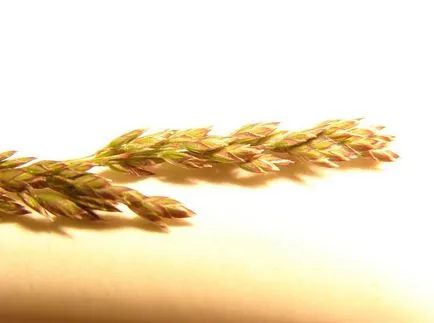 Kentucky bluegrass fotografii și soiuri, cultivarea și îngrijirea plantelor