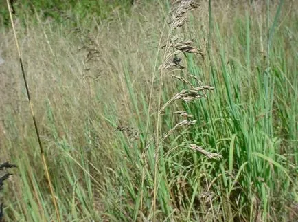 Kentucky bluegrass fotografii și soiuri, cultivarea și îngrijirea plantelor