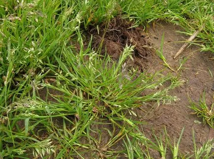 Kentucky bluegrass fotografii și soiuri, cultivarea și îngrijirea plantelor