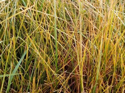 Kentucky bluegrass fotografii și soiuri, cultivarea și îngrijirea plantelor