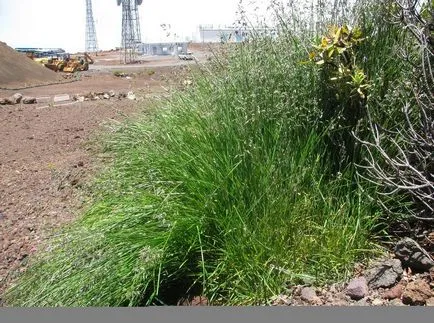 Kentucky bluegrass fotografii și soiuri, cultivarea și îngrijirea plantelor