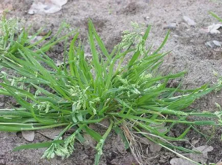 Kentucky bluegrass fotografii și soiuri, cultivarea și îngrijirea plantelor