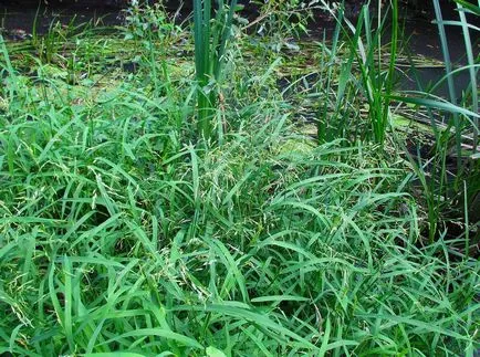 Kentucky bluegrass fotografii și soiuri, cultivarea și îngrijirea plantelor