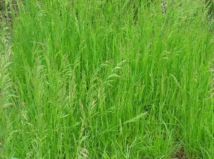 Kentucky bluegrass fotografii și soiuri, cultivarea și îngrijirea plantelor
