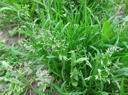 Kentucky bluegrass fotografii și soiuri, cultivarea și îngrijirea plantelor