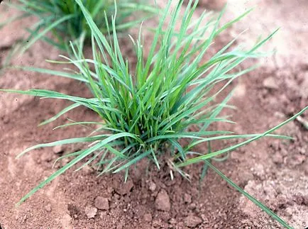 Kentucky bluegrass fotografii și soiuri, cultivarea și îngrijirea plantelor