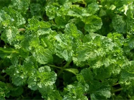 Menta - plantare și îngrijire în țară cât și în mediul video de interior