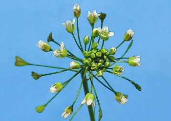 incontinenta urinara