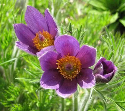 Nume de flori de primavara (foto, descriere) (flori de primăvară nume) Nume de flori de primavara (foto, descriere)