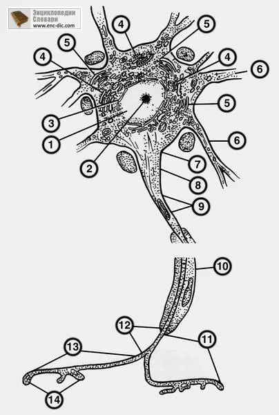 celula nervoasa - etsiklopediya medicala - Enciclopedia & amp; dicționare
