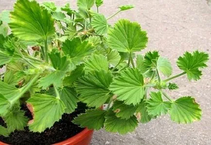 Nu infloreste Pelargonium - motive pentru lipsa de muguri, rezolvarea problemelor, video