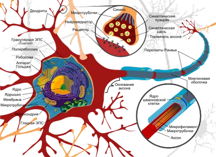 celule nervoase - este