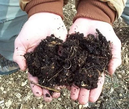 Nepal cinquefoil în creștere din semințe, de plantare și îngrijire
