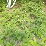 prelucrarea gărgărița de căpșuni din experiența noastră, oferindu-