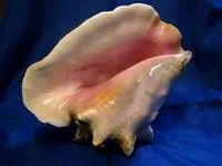 Prelucrarea cochilii pentru meserii (cochilii de prelucrare a ambarcațiunilor marine) Prelucrarea cochilii pentru artizanat