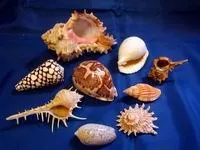 Prelucrarea cochilii pentru artizanat (din scoici) Prelucrarea cochilii pentru artizanat