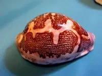 Prelucrarea cochilii de artizanat (minuni prin mâinile) Prelucrarea cochilii pentru artizanat