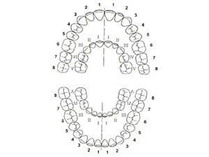 Numerotarea dinților în descrierea diagrama dentară, fotografie - Masterdent (numerotare stomatologie dinți) Numerotarea dinților în descrierea diagrama dentară, fotografie - Masterdent