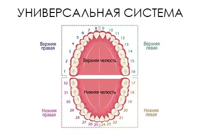 Numerotarea dinților în descrierea diagrama dentară, fotografia - Masterdent (schema) Numerotarea dinților în descrierea diagrama dentară, fotografie - Masterdent