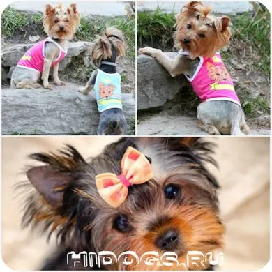Yorkshire Terrier pentru haine cu propriile lor mâini, modelul (foto) (îmbrăcăminte) Yorkshire Terrier pentru haine cu propriile lor mâini, modelul (foto)
