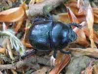 Do centiped pentru om este periculos și cum să scape de o insectă