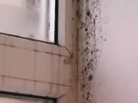 Do centiped pentru om este periculos și cum să scape de o insectă