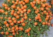 îngrijire oleandru și cultivarea în casă și grădină (flori) îngrijire oleandru și cultivarea în casă și grădină