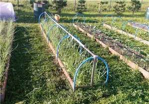 Specificul grădina sistemului mitlaydera (coame metoda Mitlaydera) Specificul grădina sistemului mitlaydera