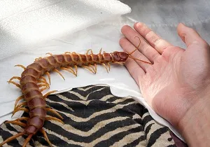Do centiped pentru om este periculos și cum să scape de o insectă